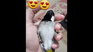 اجمل صوت بلبل عراقي 