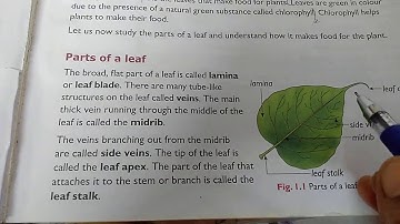 Class-4 , plants - the producers