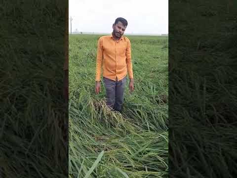 Mukti | Farmer of Purba Medinipur Appealing for help to Mukti | Cyclone Dana