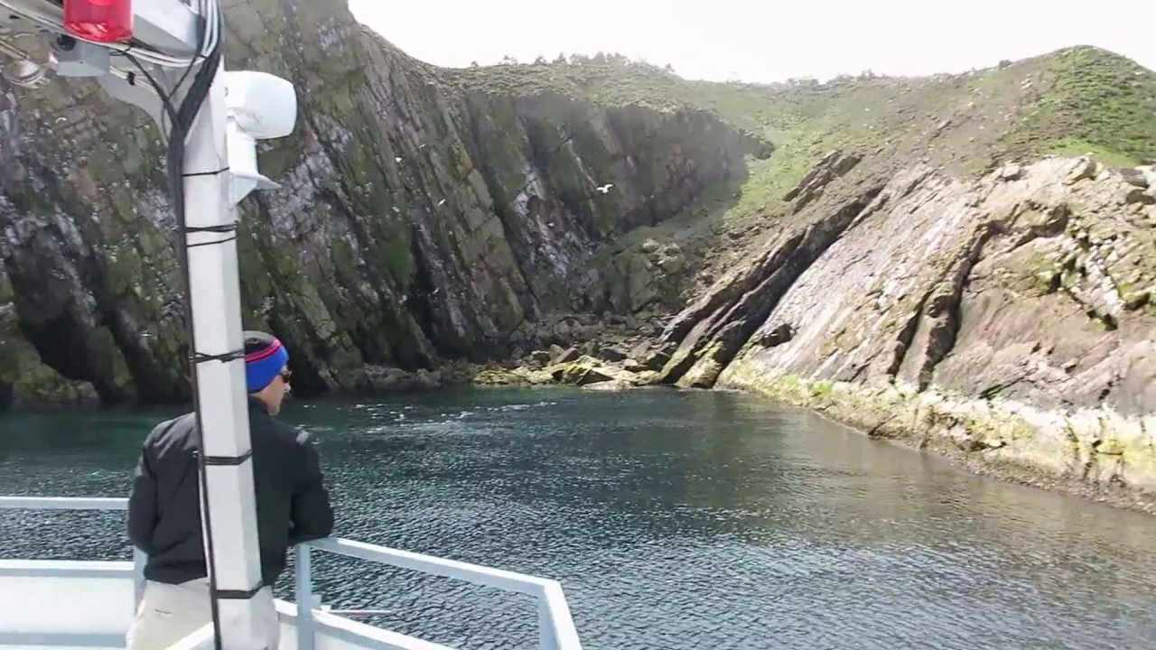 O'Brien's Boat tour, Gull Island YouTube