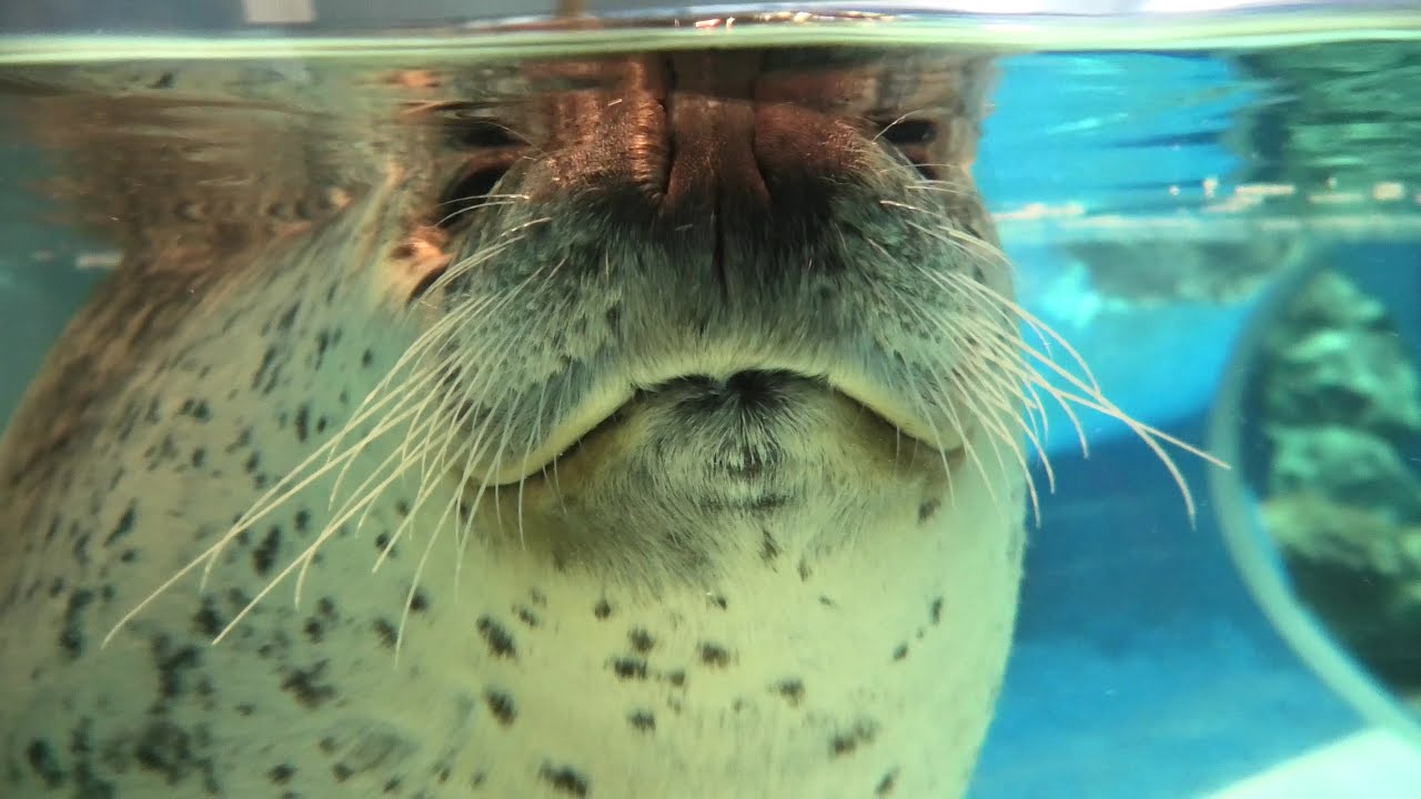 ビーグル犬ビスケ に似ているアザラシさんと 石川県 のとじま水族館で遭遇しました まさに アザラシ界のビッツ 12 Youtube