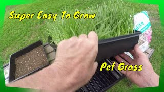 Grow Your Own Pet Grass