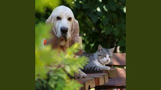 Soft Paws in Dreamy Harmony