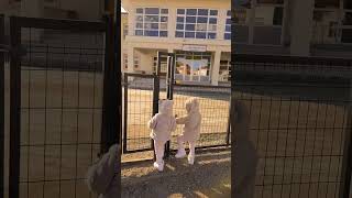 Gidirem Senene 😅😊☹️🤪😉😱