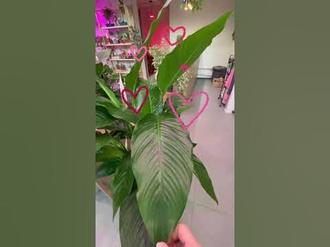 Гигантский Спатифиллум королевский. #комнатныецветы #цветыдома # ...