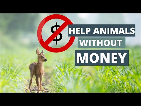 Video: 10 modi per aiutare il tuo rifugio per animali locali