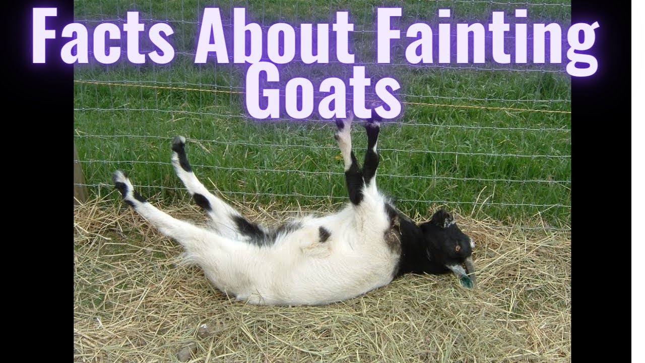 Funny Facts About Fainting Goats | Shorts Fact Entertainment 