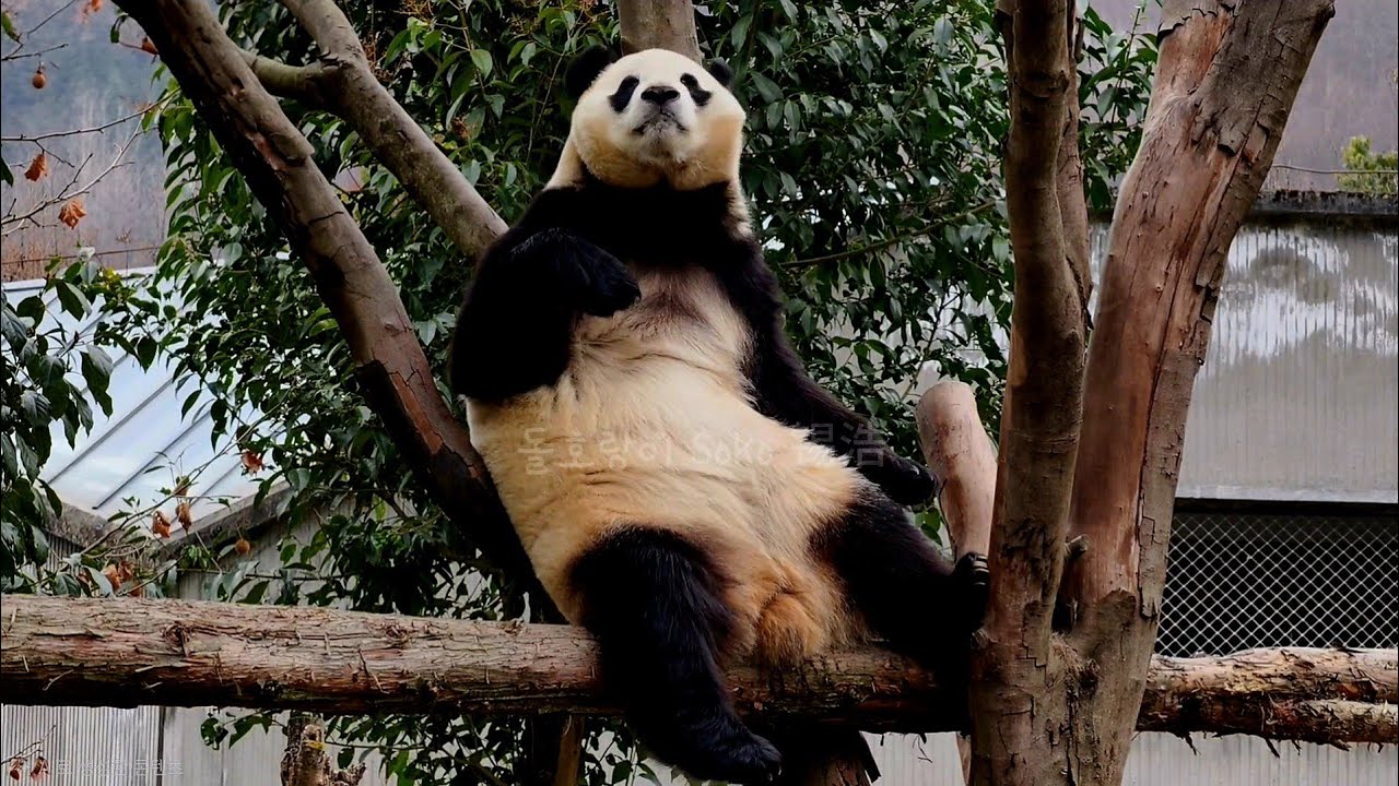 푸야의 나무위에서 완죤 편안해 보이네요~다리는 괜찮나봐요~ | 2월 23일 오후(푸바오 실시간) Panda Fubao