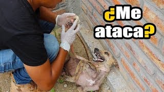 No creerás COMO REACCIONA un perro de la calle al ser acariciado por primera vez *FINAL INESPERADO*