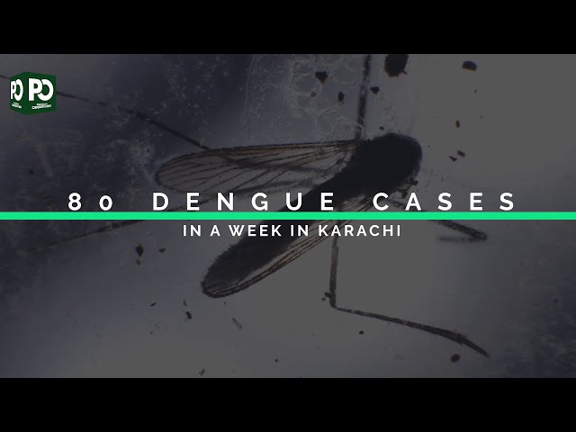 Karachi City sees 80 dengue cases in a week | Pakistan Observer class=