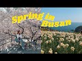 going to Busan for cherry blossoms 💛spring in korea + cafe hopping vlog