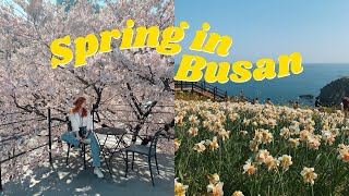 going to Busan for cherry blossoms 💛spring in korea + cafe hopping vlog