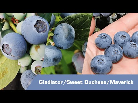 ჯორჯიის უნივერსიტეტის გამოყვანილი, ლურჯი მოცვის ინოვაციური ჯიშები: მავერიკი, გლადიატორი, სვით დაჩის