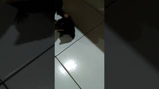 Tengkek Buto 2,5 bulan