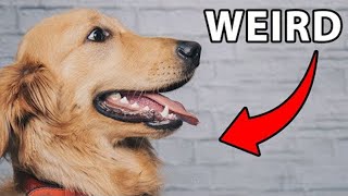 10 Surprising Facts About Male Golden Retrievers by Golden Hearts 65,866 views 1 year ago 9 minutes, 32 seconds