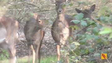 Pest Control with Air Rifles - Squirrel Shooting - The Return of Lethal Lee Pt1