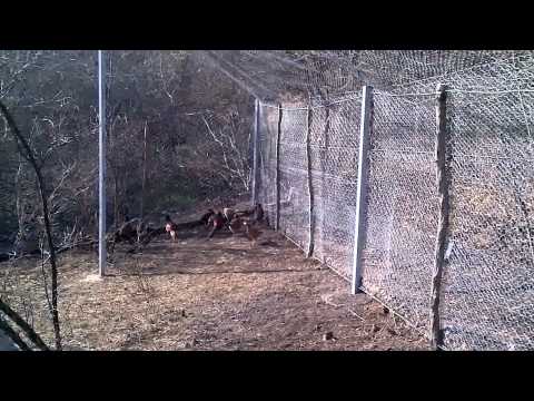 სახოხბე ვოლიერი კოღოთოზე4