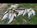 Gran pesca de mojarras CRAPPIES en Chicago, Pescamos para Comer!!