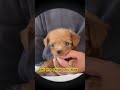Spread the puppy love #dog #dogs #dogshorts #doglife #puppies #cutedog #puppy #pets #shorts #short