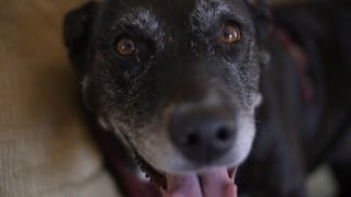Melanie and Her Senior Dog Lola - Older and Elderly Pet Care: A Petco Associate Spotlight