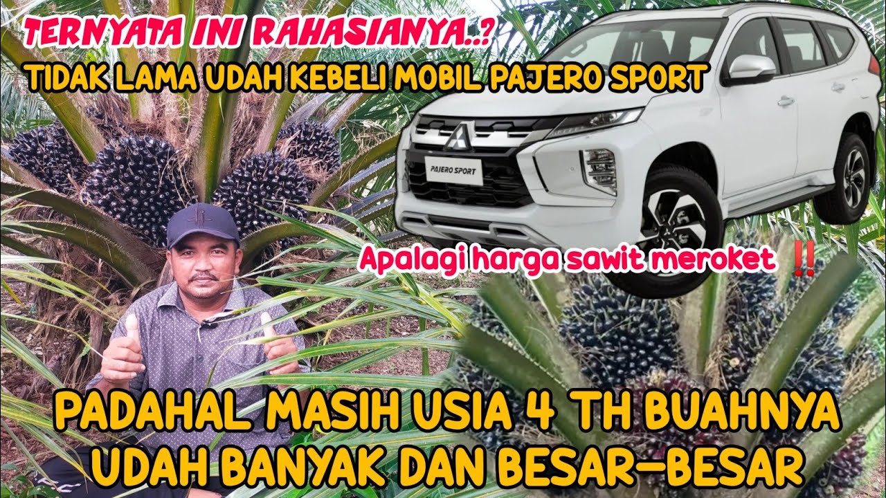 RAHASIA AGAR SAWIT USIA 4TH BERBUAH BESAR DAN LEBAT SIMAK VIDEO INI AGAR BISA CEPAT BELI PAJERO