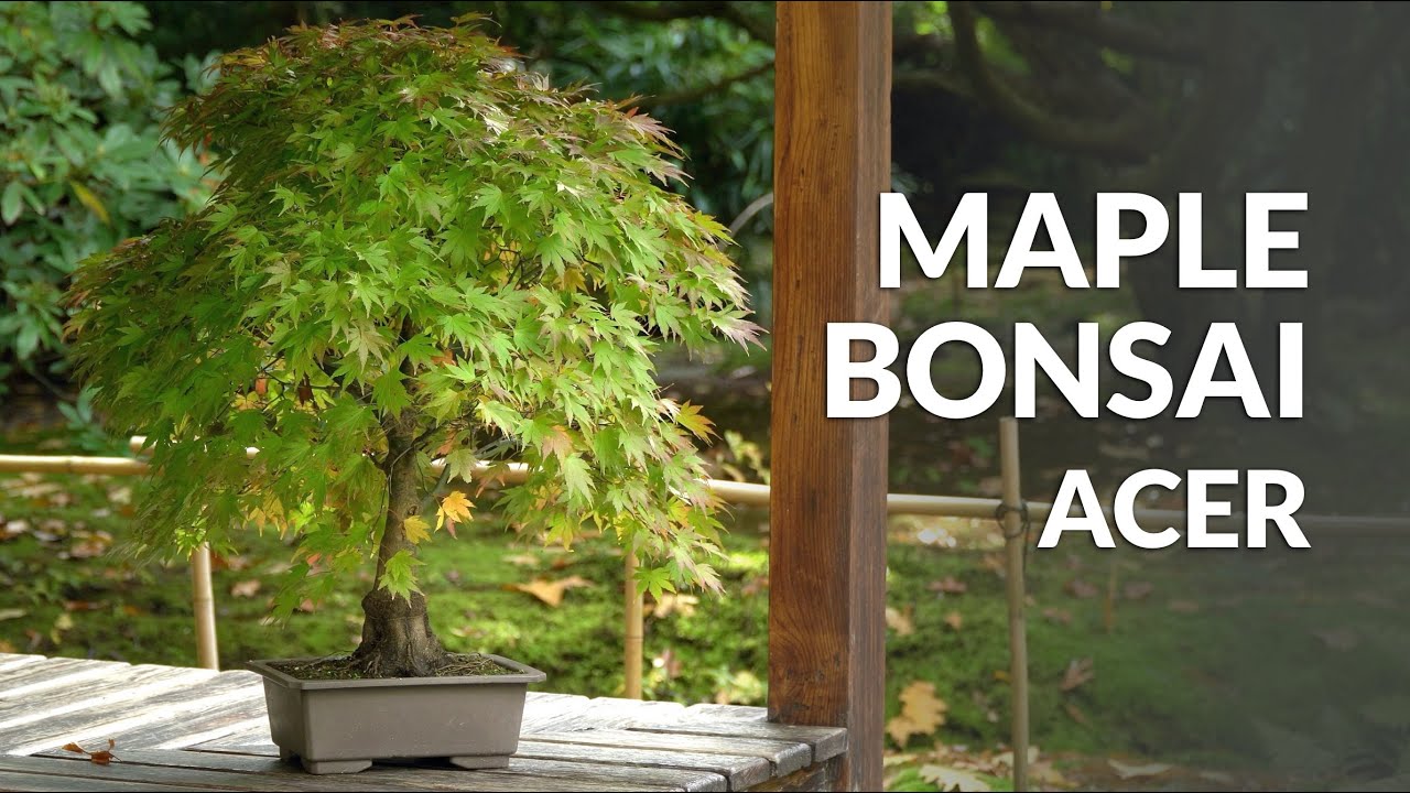 Japanese Maple Bonsai care (Acer palmatum) YouTube
