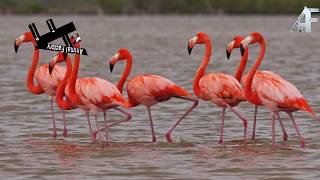 النحام Flamingo