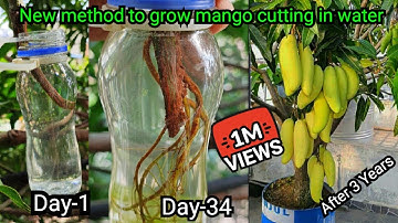 Air Layering in Water ~ New Method to Propagate Mango tree ~ Even a 10 year old can do this trick