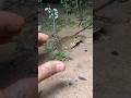 Boing catch frogs funny 🐸 #animals#frog #nature
