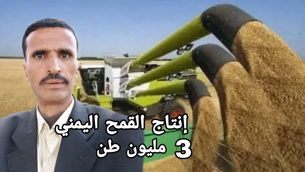 اليمن تحتل المرتبة الثانية عربياً فى إنتاج القمح المحلي 3 مليون طن بعد مصر 9 مليون طن سنويآ