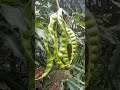 pohon petai umur belum genap 4 thn sdh mulai berbuah
