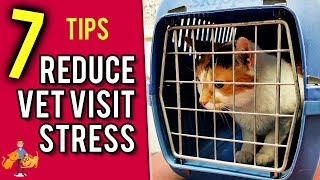 How to Take Your Cat to the Vet (the Stress Free Way!)  Cat Health Vet Advice