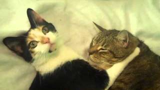 Kitten Headbang