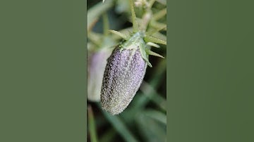 Redmi note 10 pro Macro camera #shortsvideo #macro#youtubeshorts