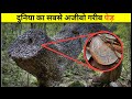 दुनिया का सबसे अजीबो गरीब पेड़ | duniya ka sabse ajibo garib tree | #shorts