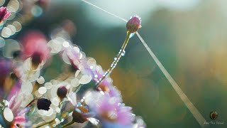 Download lagu Relaxing Music - Sape Dayak 'Wonderful Lullabies's' - Stress Relief, Deep Sleeping Music