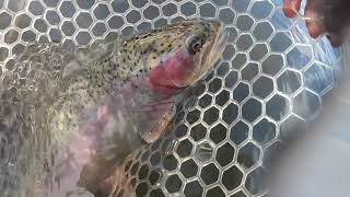 Catching Snow Bows In Late February Winter Fly Fishing