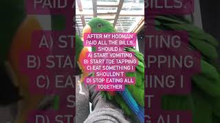 🤪 Laugh Until You Cry: Parrot Comedy Gold | #ParrotHumor #FunnyBirds #LaughingParrot