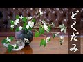 【生け花】最強雑草どくだみ【ikebana】捨てる前に生けてみて！庭の厄介者の魅力発見！十薬/Dokudami/Garden nuisance/德見/花園的滋擾/Nuisance de jardin