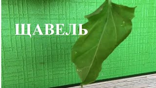 ЩАВЕЛЬ. ДЕЛАЕМ ЗАГОТОВКИ НА ЗИМУ. ЩАВЕЛЬ. ДЕЛАЕМ ЗАГОТОВКИ НА ЗИМУ.