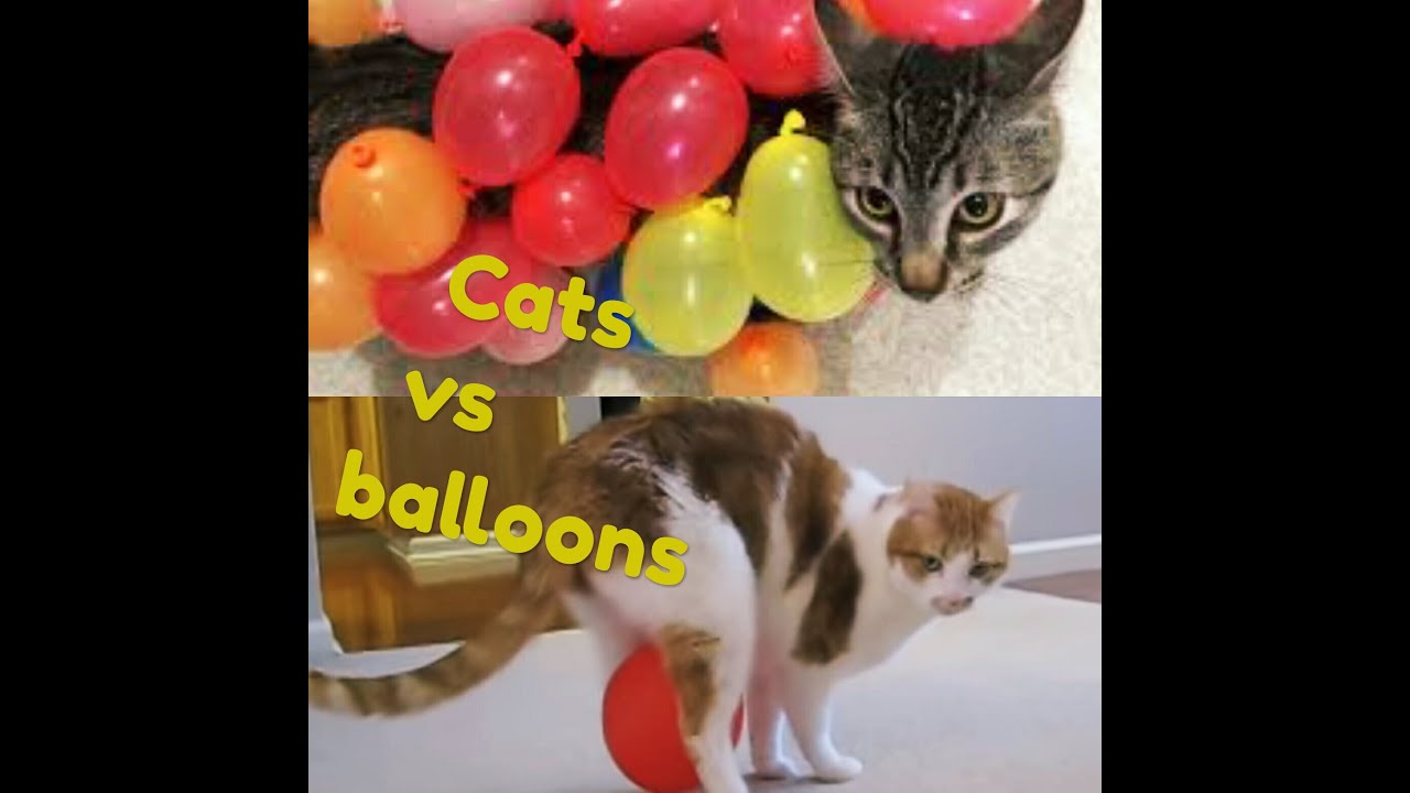 Cats vs Balloons - funny cat's reaction with Ballons new Compilation [# ...