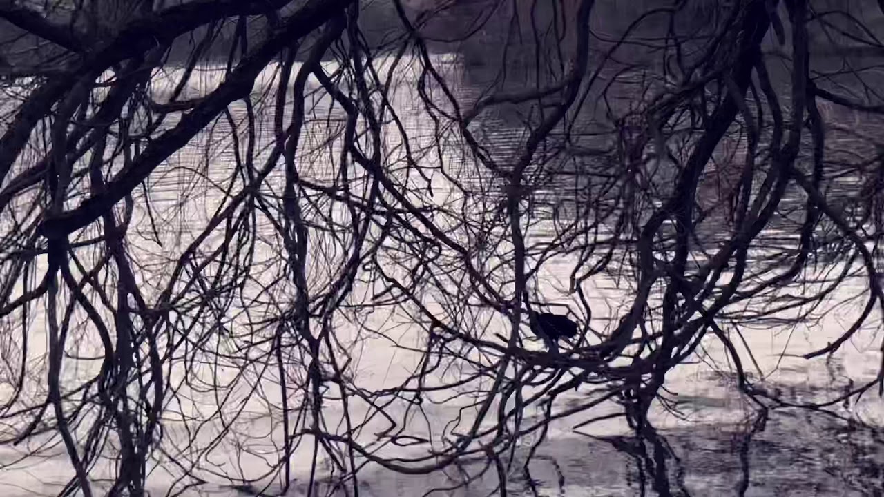 Beautiful Swans at the Linlithgow lake