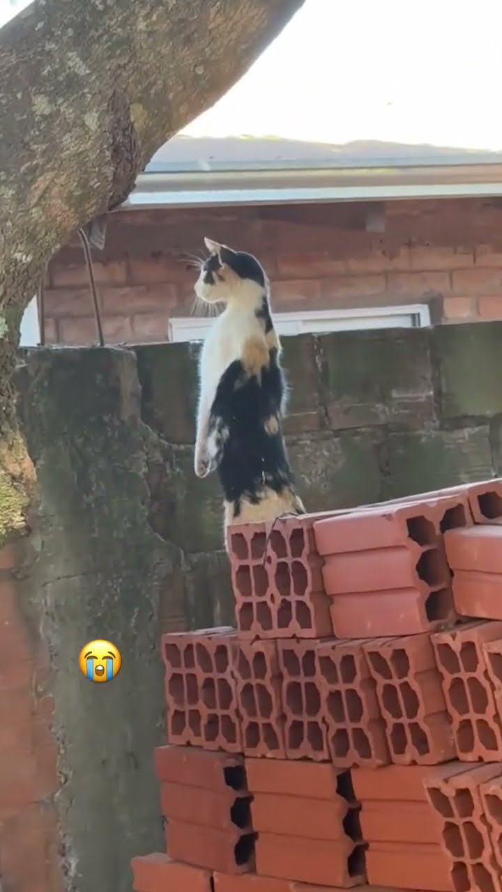 They almost caught bro just doing hooman stuff