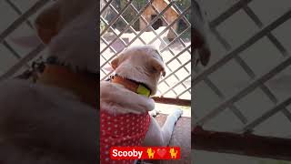 Seeing Another Labrador Dog