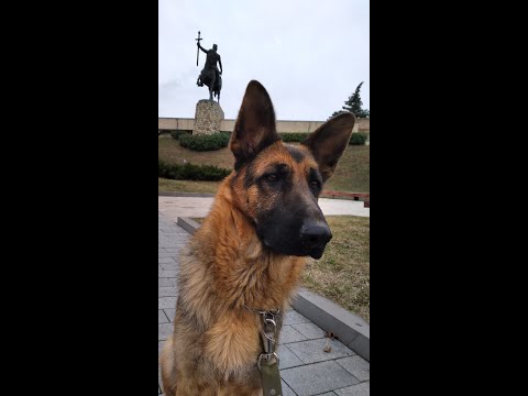 German Shepherd Linda and City Telavi