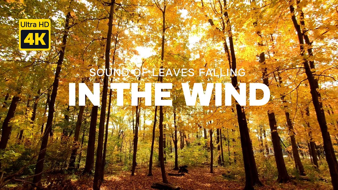 Sound of leaves falling in the wind/Rustling Tree Leaves and Gentle Wind