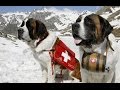 Chien : Le Saint Bernard