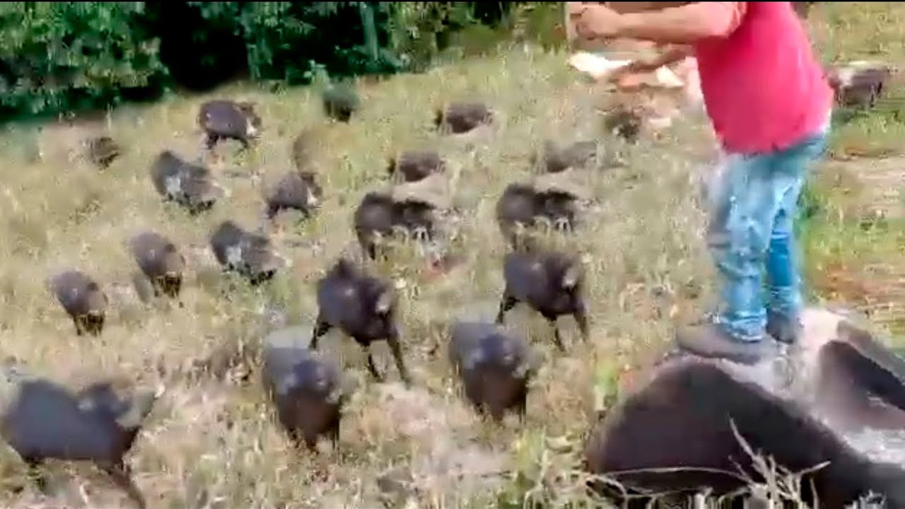 BANDO GIGANTE DE PORCOS DO MATO ATACAM PEÕES