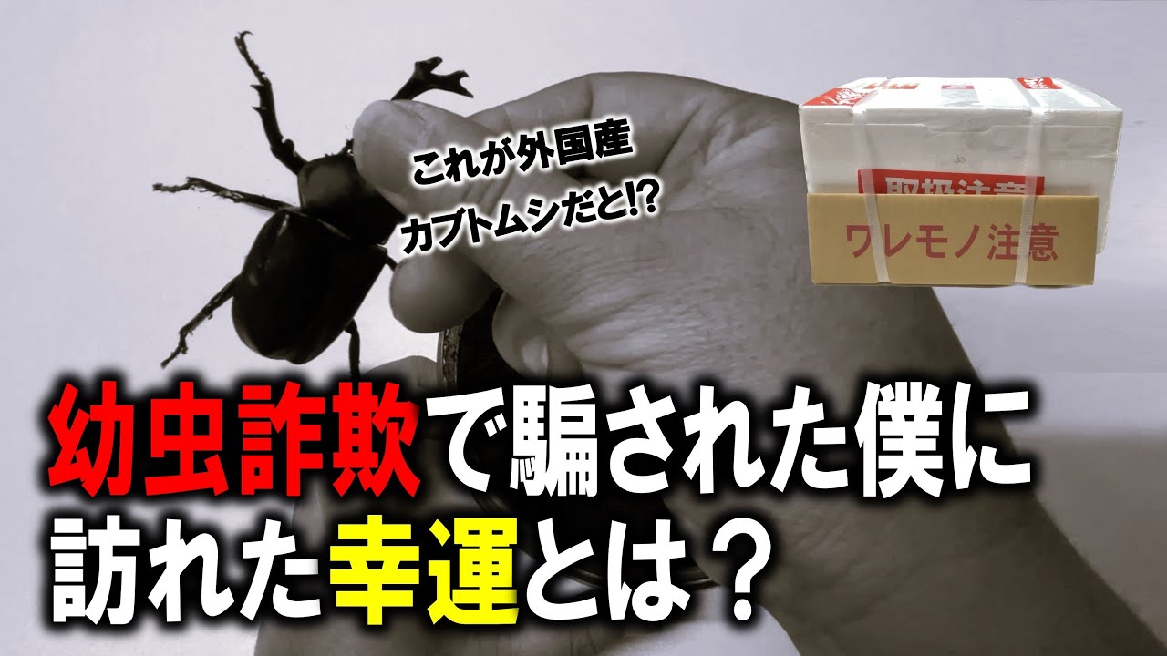 オークションで幼虫詐欺にあった僕にとある幸運が訪れた件 - YouTube