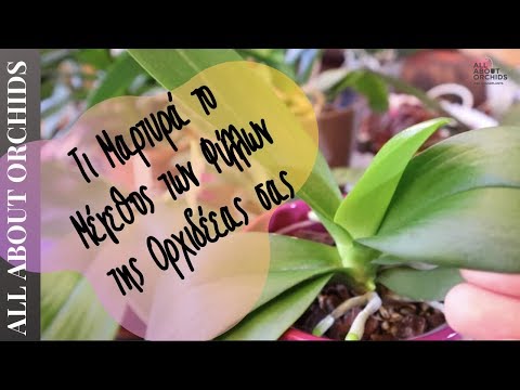 Βίντεο: Γιατί η αζαλέα ρίχνει φύλλα; Τι γίνεται αν όλα τα φύλλα πέσουν το χειμώνα και μετά την ανθοφορία; Αιτίες